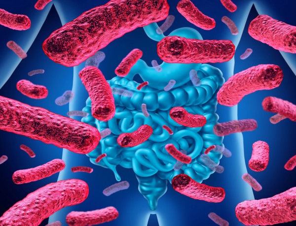 Crevna mikrobiota kod čoveka i značaj mikrobiote u nastanku i lečenju inflamatornih bolesti creva